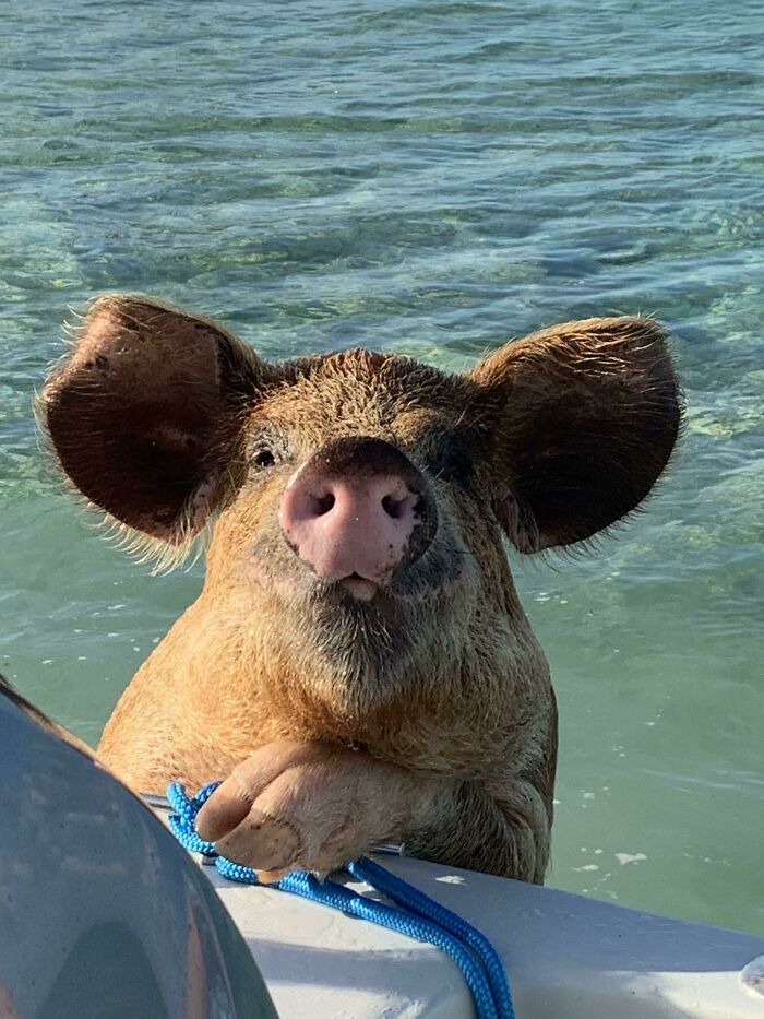 Brown pig with big ears near the boat and water