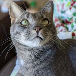 sara_petsitting avatar