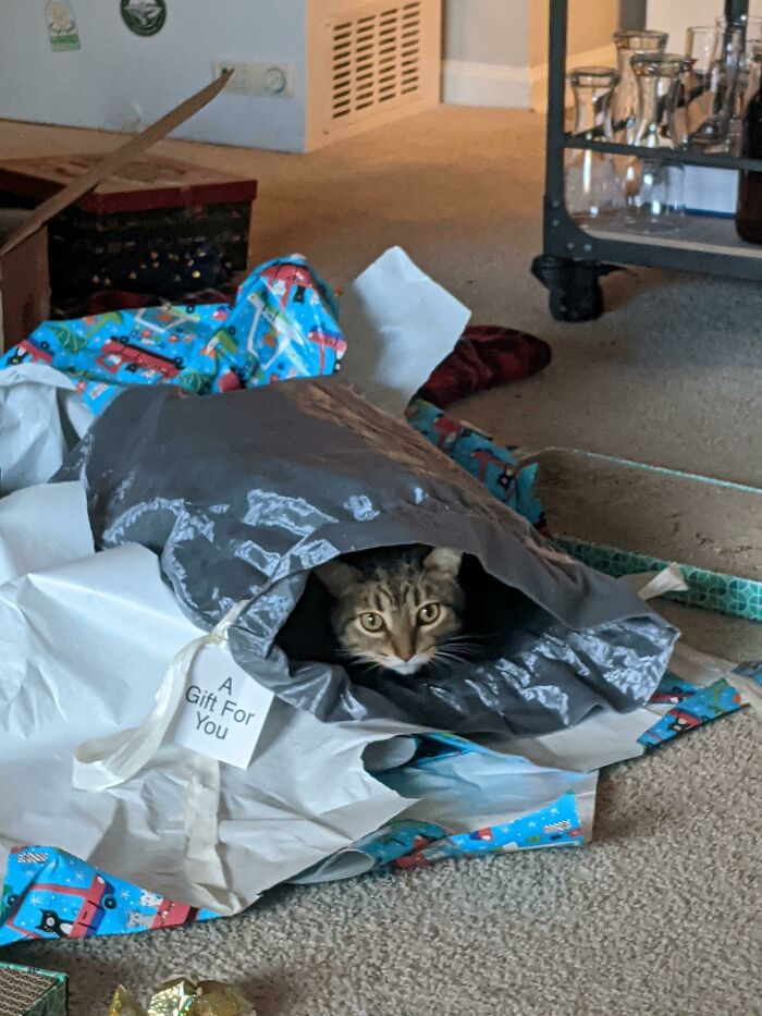 We Get Him All These Expensive Toys For Christmas, And All He Wants Is To Chill In An Amazon Bag