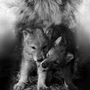 lobo_nocturno07 avatar