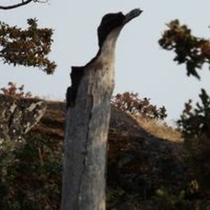 pacificbookworm avatar