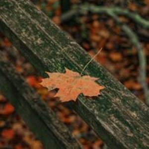 adam_c_zawacki avatar