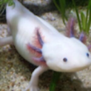 eddiewarburton avatar