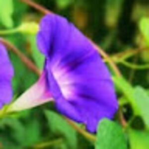 shimshonbitnun avatar