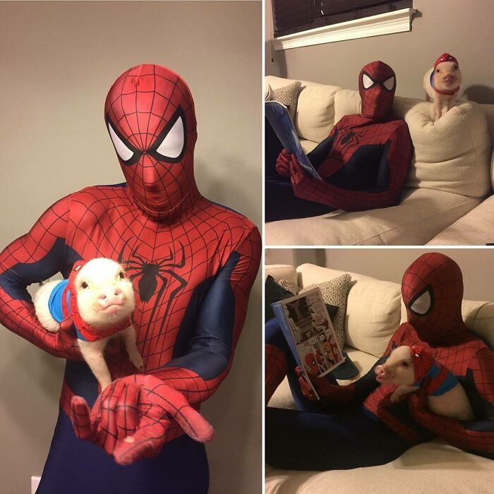 Spider-Man And Spider Pig