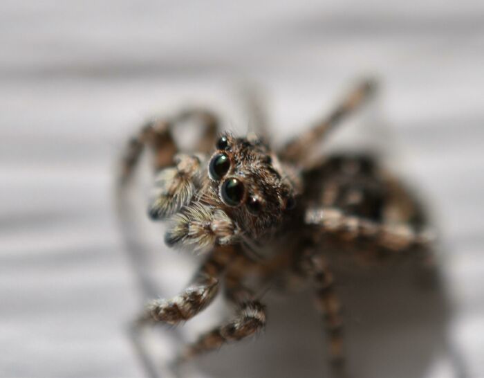 This Spider I Photographed Is Way Too Cute !