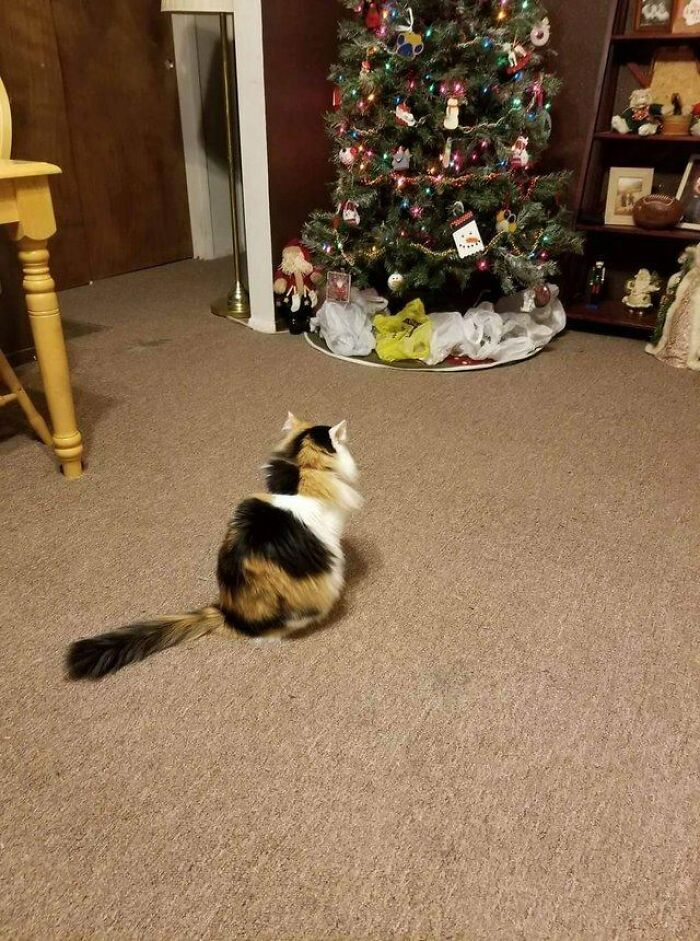 My Cat Likes To Attack Christmas Trees, But Hates Plastic Bags