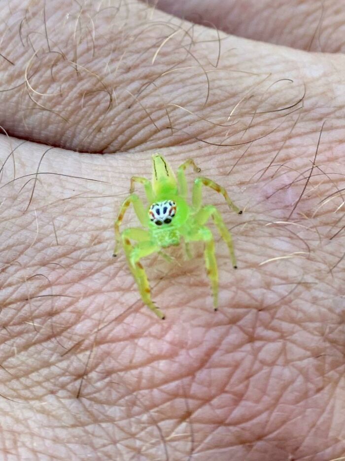 This Spider Bro Who Landed On Me Today (Australian Green Jumping Spider)