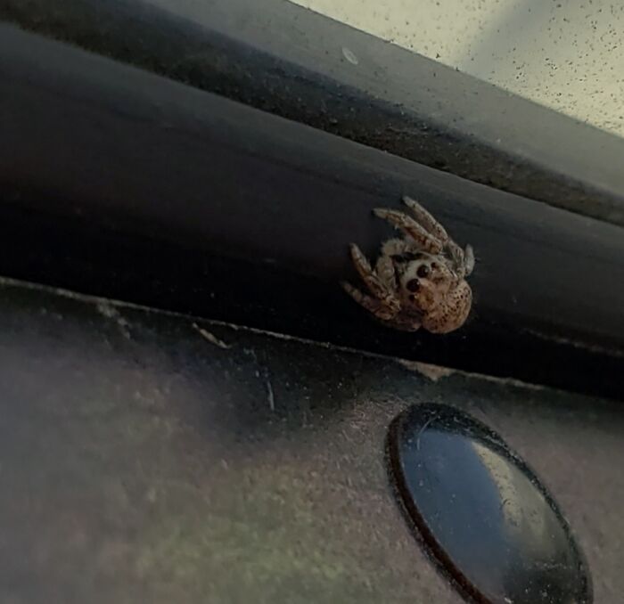 This Is Little Spider Bro Who Protects The Company Truck From Bugs