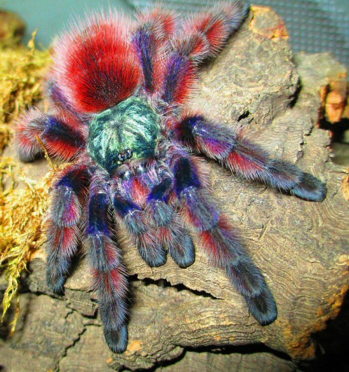 The Antilles Pinktoe Tarantula (Caribena Versicolor) Is Popular As A Spider Pet Because Of Its Docile Character And Unique Coloration