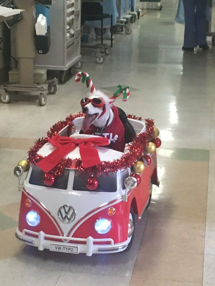 Hospital Comfort/Service Dog Decked Out For Holidays