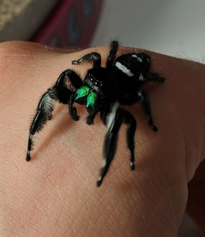 Here's Your Weekly Dose Of Reggie - My Regal Jumping Spider Bro
