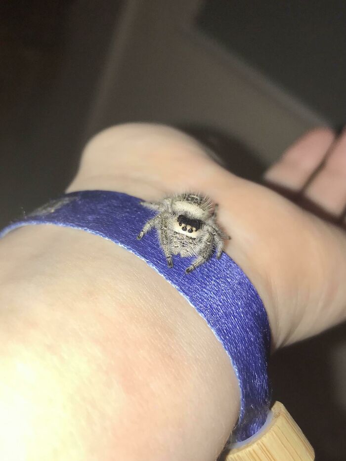 My 1.5 Year Old Regal Jumping Spider