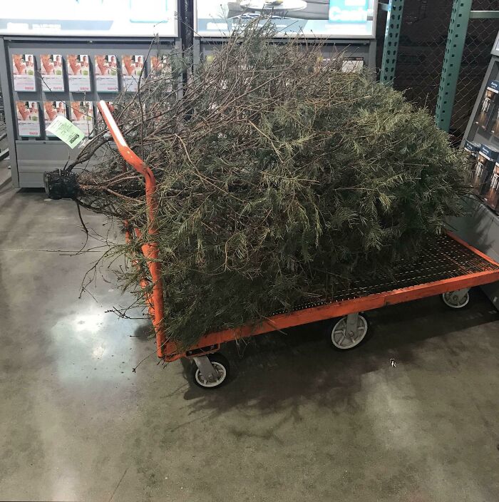 Returning A Real Christmas Tree To Costco The Day After Christmas