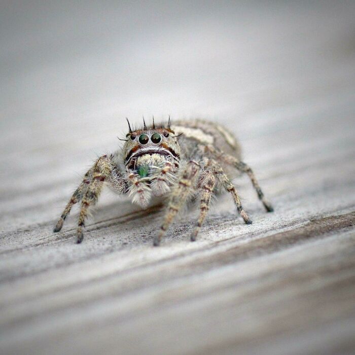 I Snapped Of A Dude Chilling On My Deck Over The Summer