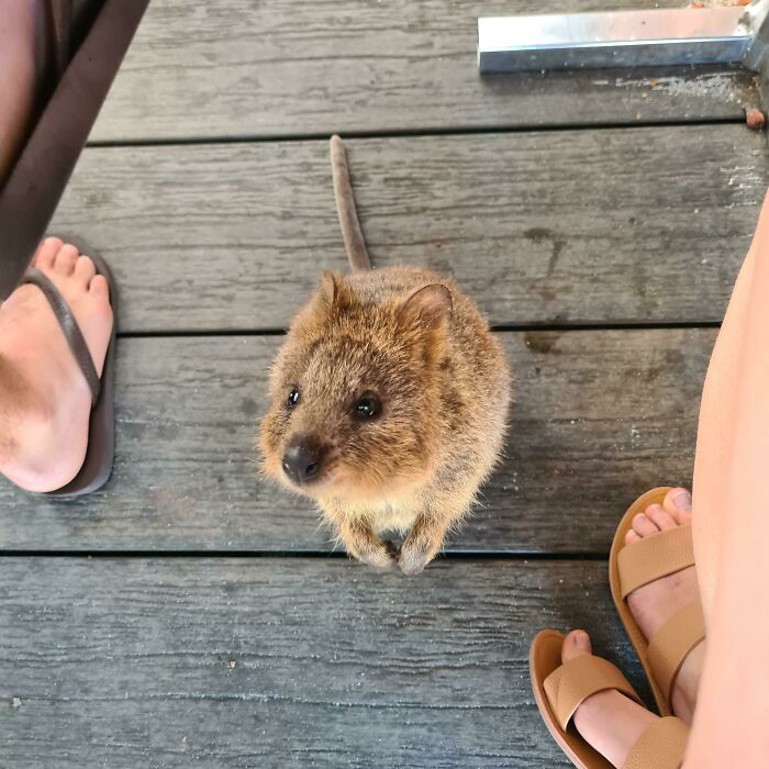 First Time Meeting A Quokka. Not Disappointed!