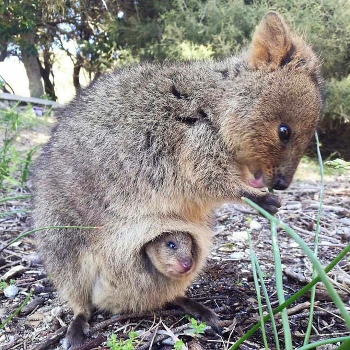 Mother Quokka And Her Baby
