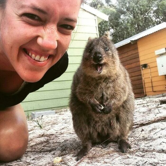 My Quokka Selfie