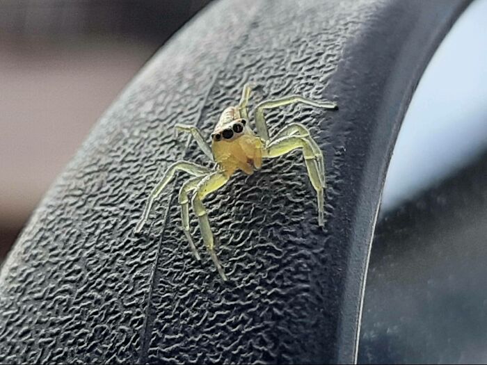 Found This Cutie On My Bike's Mirror And He Posed For The Picture!