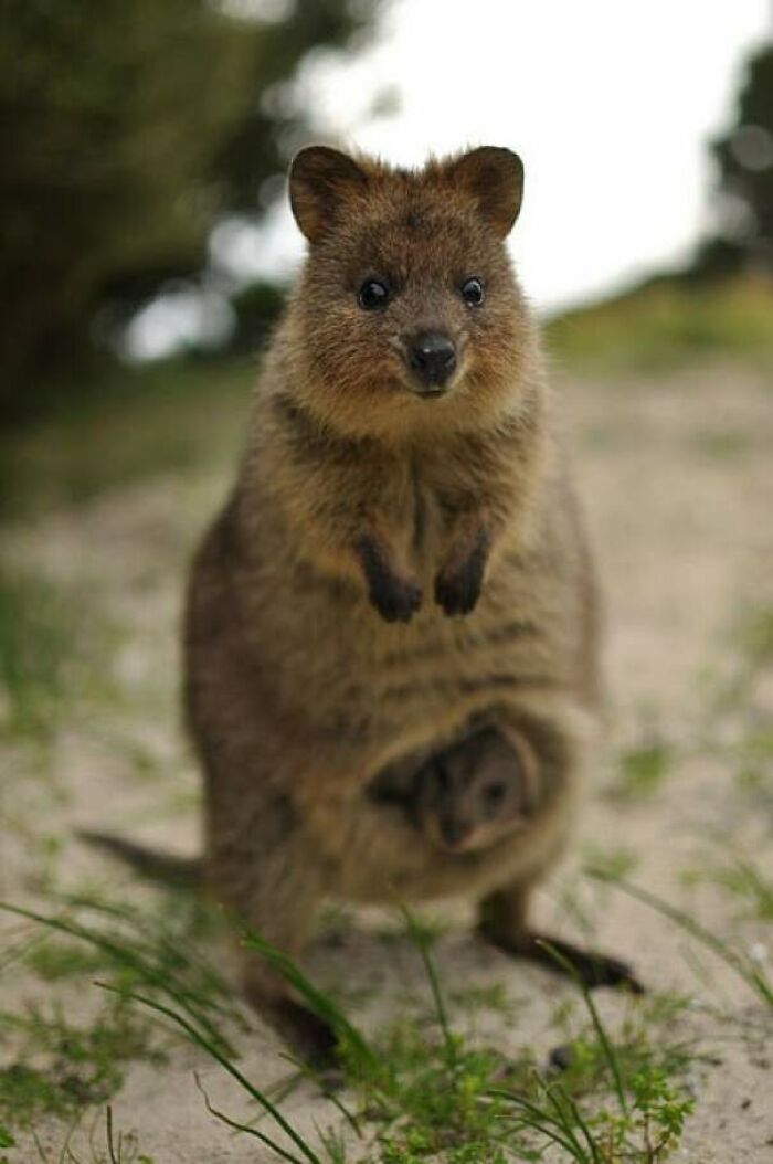 Quokka With A Baby In Her Pouch