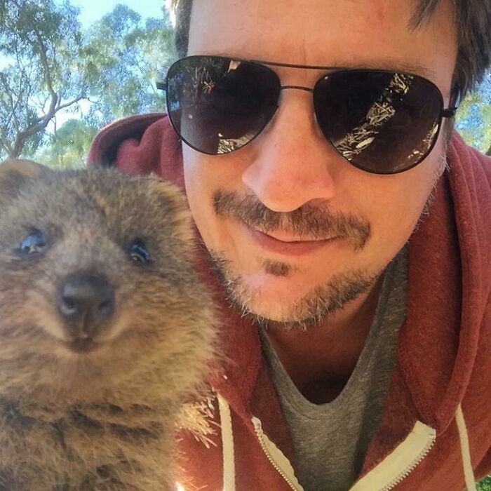 Cute Quokka... And Nathan Fillion