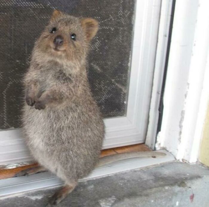 Panda Needs More Quokkas