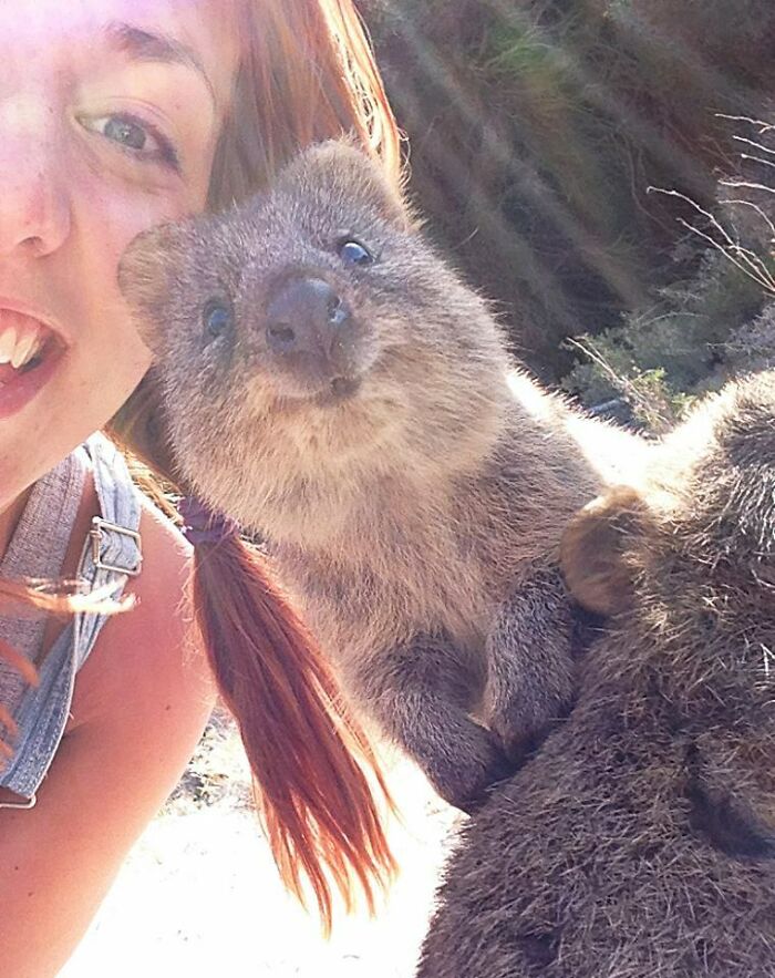 Took My Swedish Friend To Meet The Quokkas On Rottnest Island. This Little Guy Was Curious!
