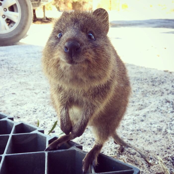 A Very Friendly Quokka