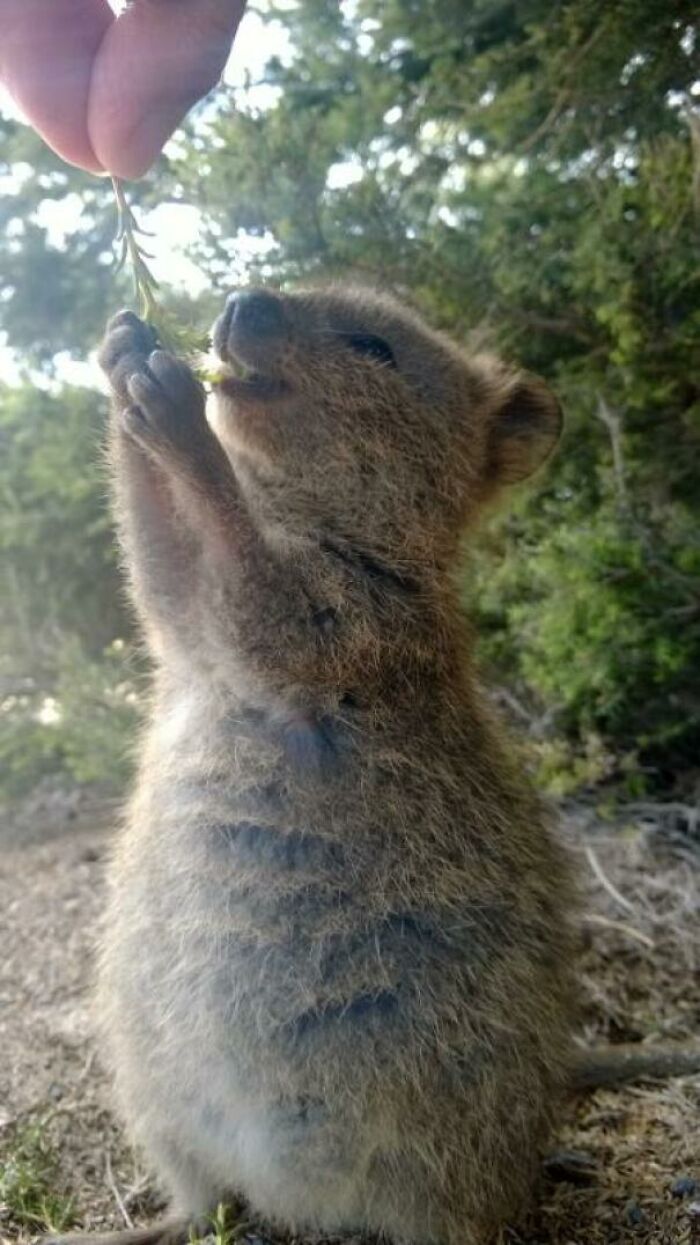 Went To Rottnest Island To Hang Out With The Quokkas