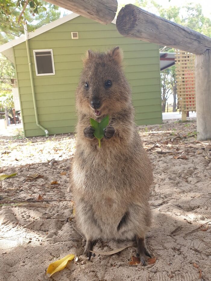 Friendly Quokka Presenting The Traditional Token Of Welcome From Its People