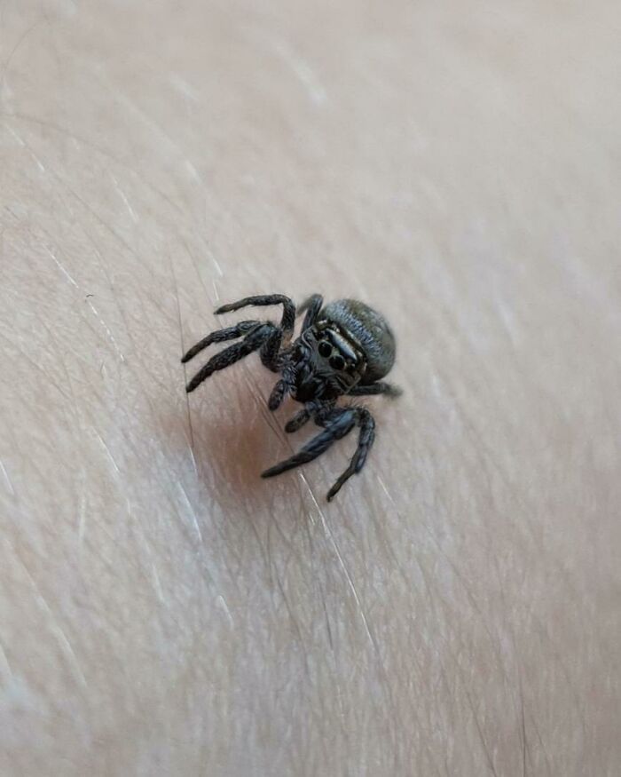 Had A Jumping Spider On My Arm A Few Days Ago, So Cute!