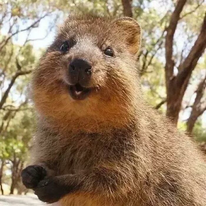 Remember To Smile Like A Quokka