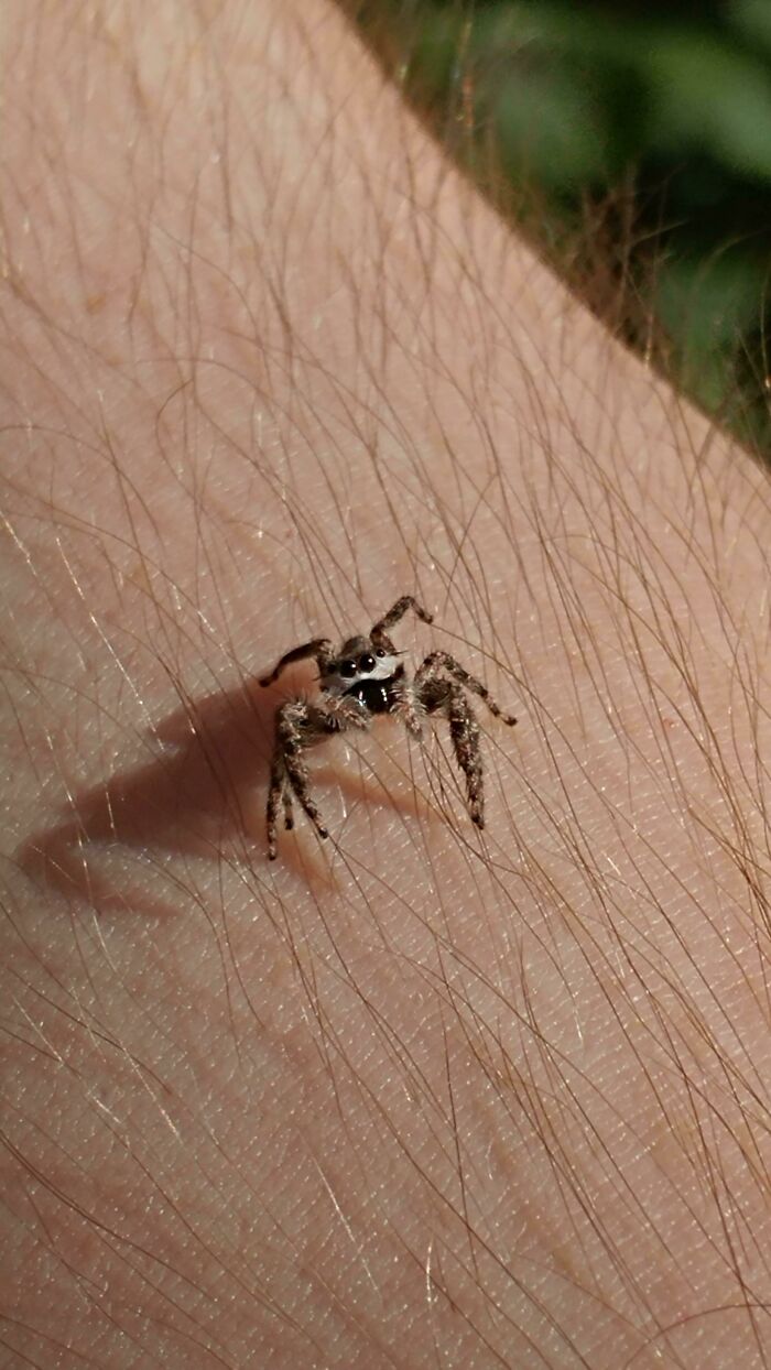 Cute Jumping Spider That Landed On My Arm