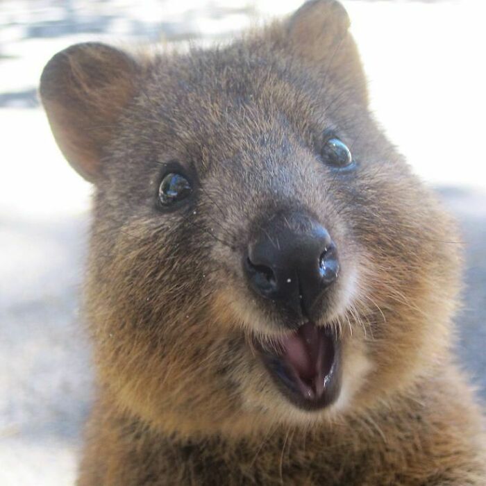 The Explorers Who First Discovered Quokkas Saw Them As Giant Rats, And Named The Island "Rats' Nest Island" (Rottnest Island). Quokkas Are Actually Marsupials