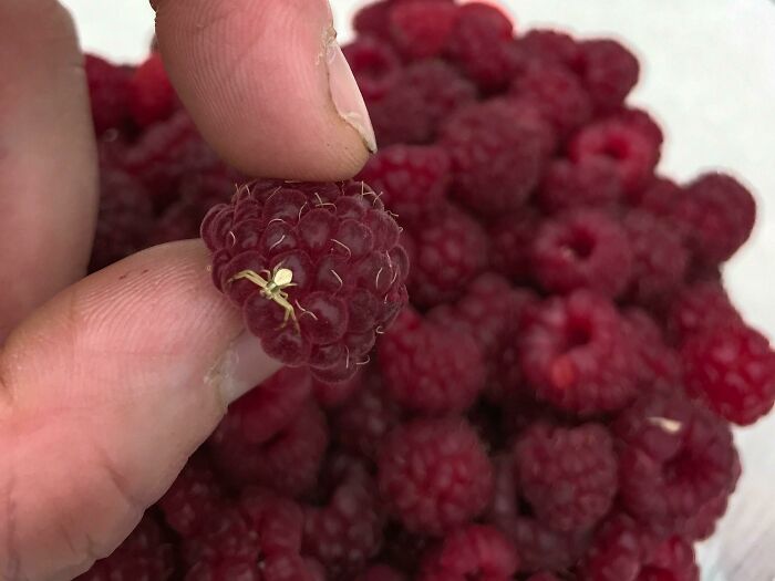 I Had This Cute Little Guy Hitch A Ride On My Raspberries Yesterday!