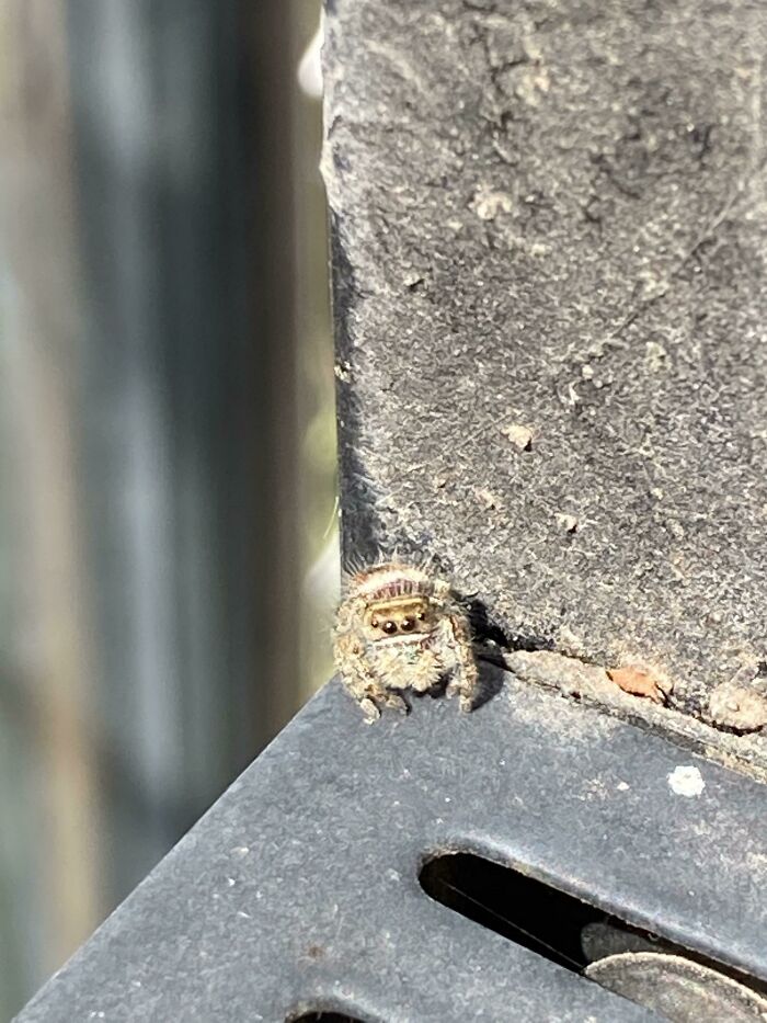 Found A Cute Lil Chubby Boy On My Grill Today