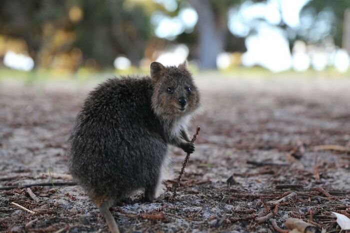 This Quokka Looks Like An Old Hobbled Wizard About To Lead Me On A Quest Somewhere