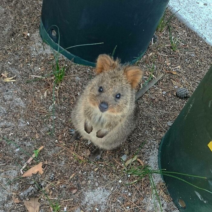 Met This Cute Fella On Rottnest Island Today (Australia)