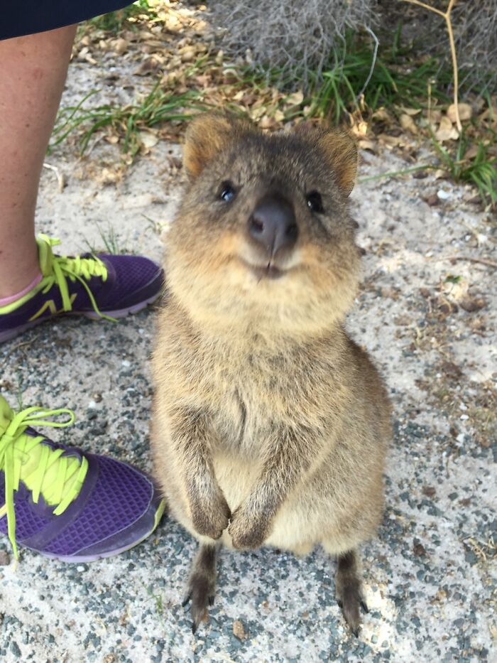 Went For A Cycle Around Rottnest Island The Other Day And Met This Happy Chap