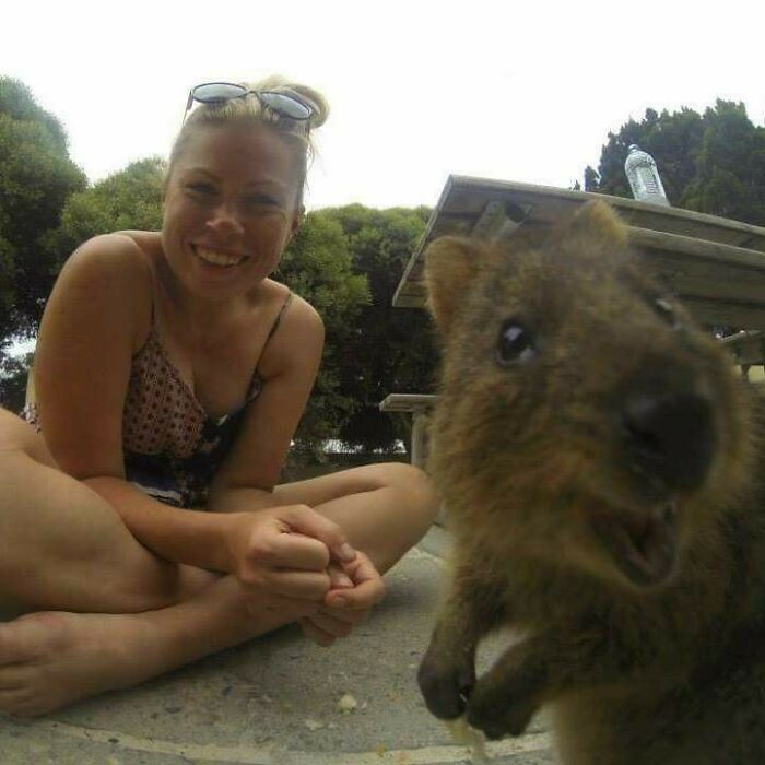 Quokka