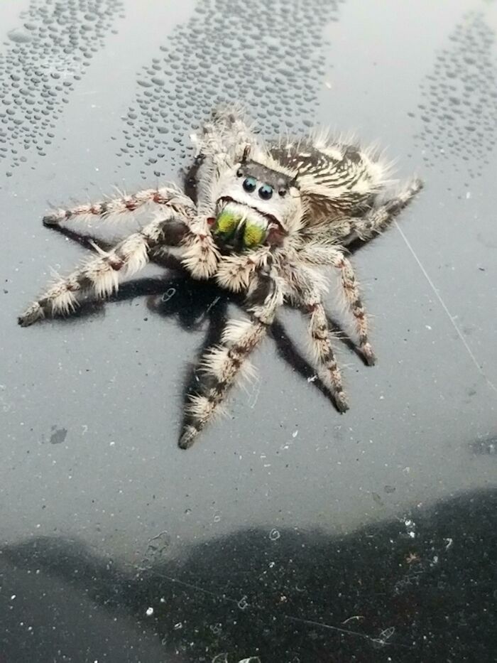 This Cute Little Spood Hitched A Ride With Me To Work