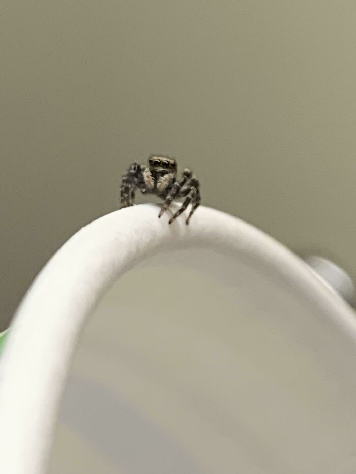 This Cute Little Bro Kept Me Company At Work. I Had To Save Him When He Accidentally Jumped Into My Coffee