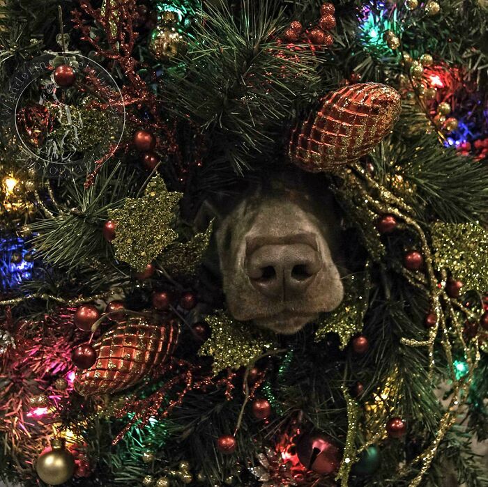 On The First Day Of Christmas My True Love Said To Me "The Dog Is Inside Our Tree"