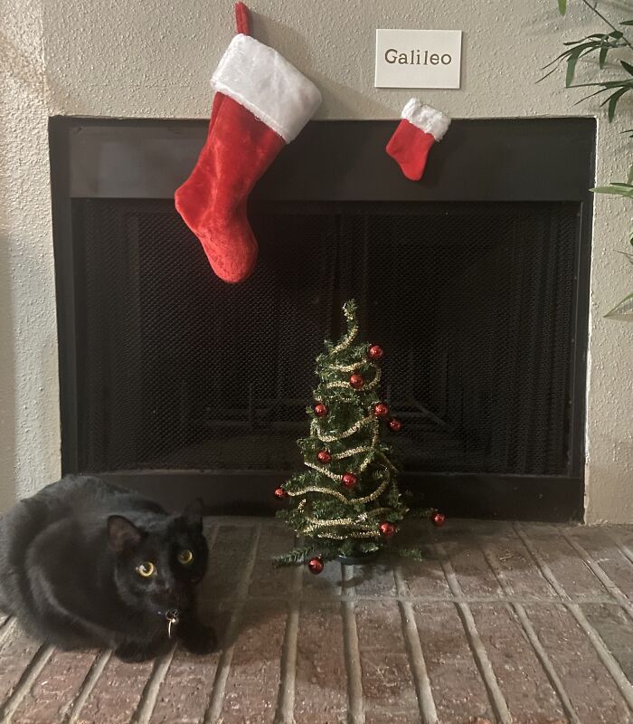 Our First Christmas In Our First Apartment. Funds Are Tight But I Wanted To Make It Fun For Us. His Favorite Part Was The Tinsel