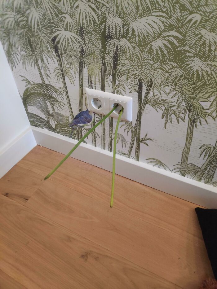 Yes, It's Totally Cool To Put Flower Stems In An Outlet