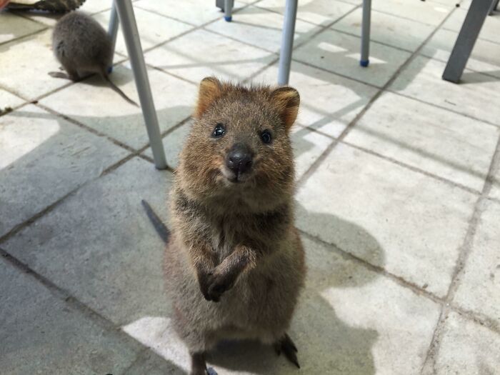 Meet Quokka, The Cutest, Happiest Little Guy In The World!
