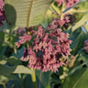 stephaniemorse avatar