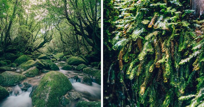 I Traveled To The Ancient Shiratani Unsuikyo Forest In Japan And Here Are 15 Pictures That I Took There