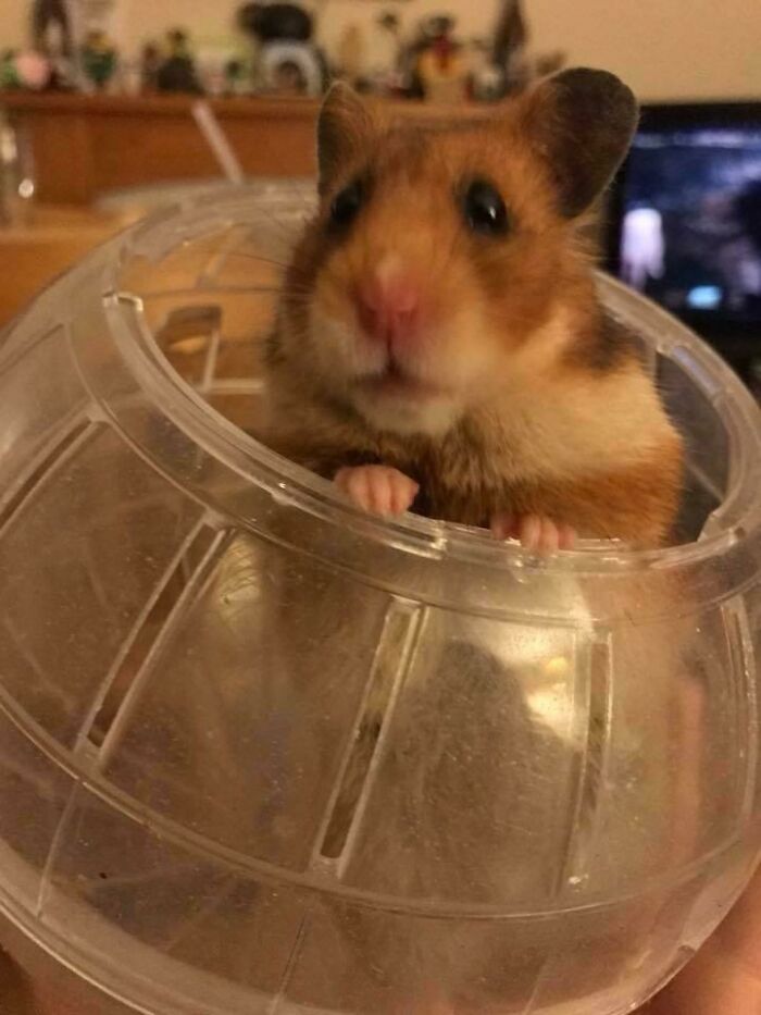 The Utterly Disappointed Look The Hamster Gave Me When We Took Too Long To Find The Lid For Her Ball