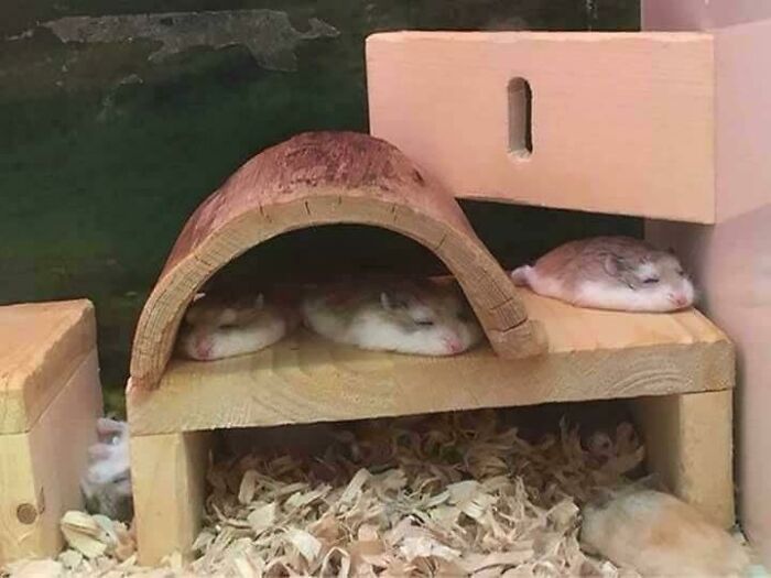 Hamsters sleeping in the house